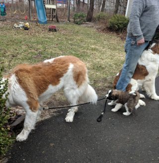 Illustration de l'article : 20 photos célébrant ce doux géant à la force tranquille qu'est le Saint Bernard
