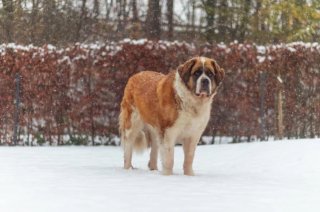 Illustration de l'article : 20 photos célébrant ce doux géant à la force tranquille qu'est le Saint Bernard
