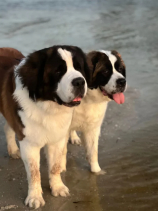 Illustration de l'article : 20 photos célébrant ce doux géant à la force tranquille qu'est le Saint Bernard