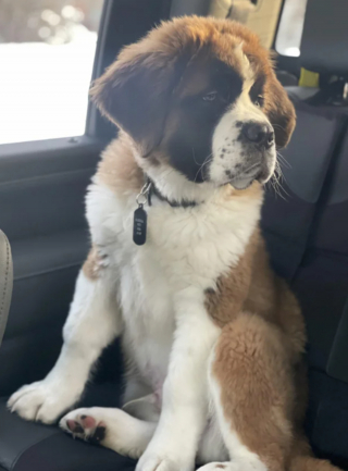 Illustration de l'article : 20 photos célébrant ce doux géant à la force tranquille qu'est le Saint Bernard