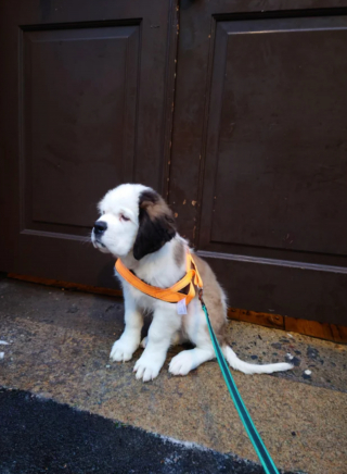 Illustration de l'article : 20 photos célébrant ce doux géant à la force tranquille qu'est le Saint Bernard