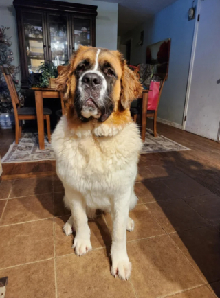 Illustration de l'article : 20 photos célébrant ce doux géant à la force tranquille qu'est le Saint Bernard