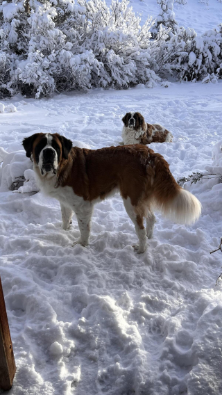 Illustration de l'article : 20 photos célébrant ce doux géant à la force tranquille qu'est le Saint Bernard