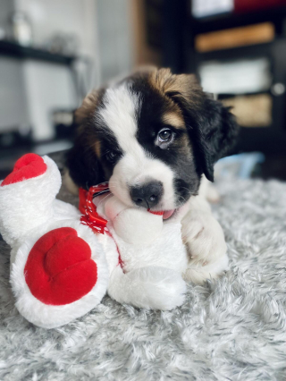 Illustration de l'article : 20 photos célébrant ce doux géant à la force tranquille qu'est le Saint Bernard