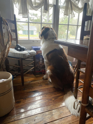 Illustration de l'article : 20 photos célébrant ce doux géant à la force tranquille qu'est le Saint Bernard