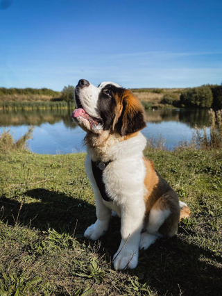 Illustration de l'article : 20 photos célébrant ce doux géant à la force tranquille qu'est le Saint Bernard