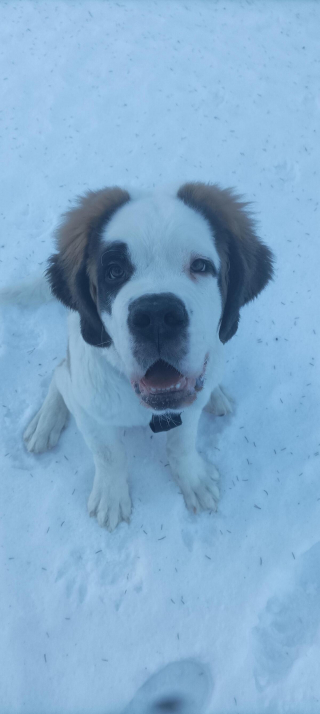 Illustration de l'article : 20 photos célébrant ce doux géant à la force tranquille qu'est le Saint Bernard