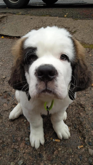 Illustration de l'article : 20 photos célébrant ce doux géant à la force tranquille qu'est le Saint Bernard