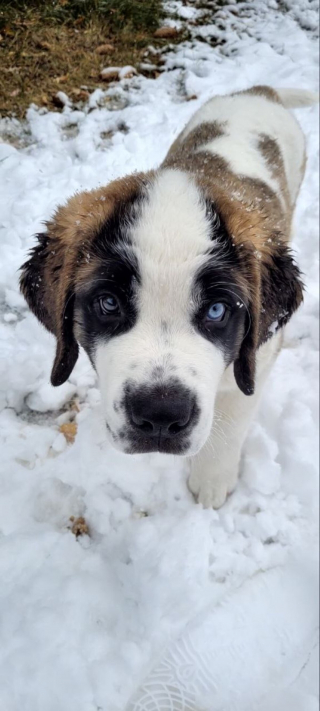 Illustration de l'article : 20 photos célébrant ce doux géant à la force tranquille qu'est le Saint Bernard