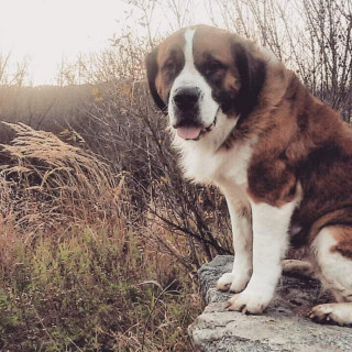 Illustration de l'article : 20 photos célébrant ce doux géant à la force tranquille qu'est le Saint Bernard