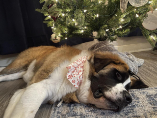 Illustration de l'article : 20 photos célébrant ce doux géant à la force tranquille qu'est le Saint Bernard