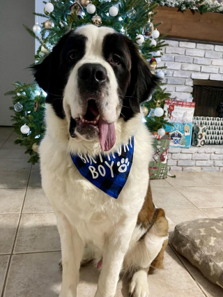 Illustration de l'article : 20 photos célébrant ce doux géant à la force tranquille qu'est le Saint Bernard
