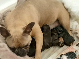 Illustration de l'article : Course contre la montre pour retrouver une chienne volée et sur le point d'accoucher