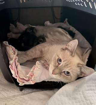 Illustration de l'article : Une chatte errante profite d’être accueillie dans une maison pour mettre bas en toute sécurité