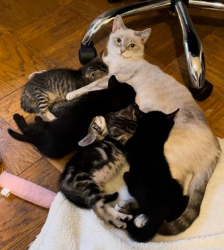 Illustration de l'article : Une chatte errante profite d’être accueillie dans une maison pour mettre bas en toute sécurité
