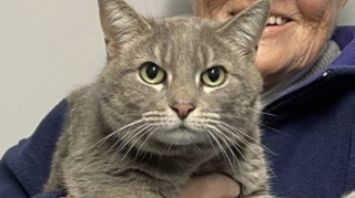 Illustration de l'article : Le chat d’une dame disparaît pendant 7 mois, mais elle va retrouver sa trace grâce à sa micropuce