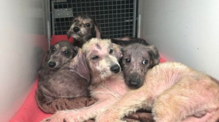 Illustration de l'article : Le sauvetage de quatre chiots abandonn&eacute;s dans un sac plastique au bord d'une rivi&egrave;re