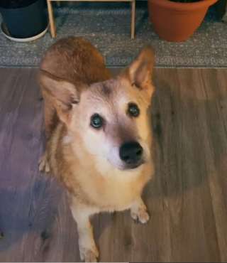 Illustration de l'article : Une femme se mobilise pour adopter un chien de 19 ans, qui devait terminer sa vie dans un refuge