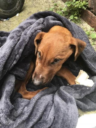 Illustration de l'article : Le combat de Steve pour survivre : un chiot Fox Terrier surmonte les épreuves grâce à l'aide des bénévoles