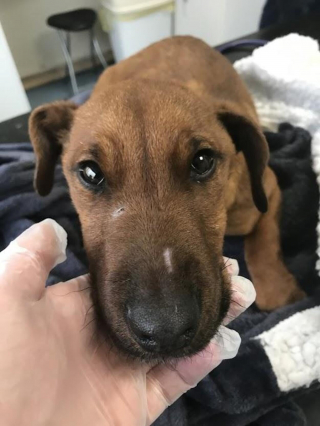 Illustration de l'article : Le combat de Steve pour survivre : un chiot Fox Terrier surmonte les épreuves grâce à l'aide des bénévoles