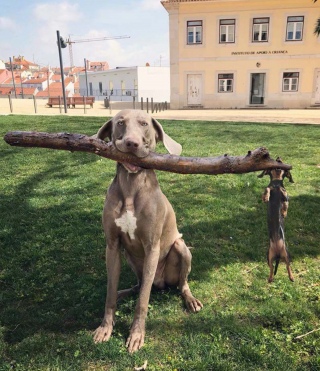 Illustration de l'article : 17 photos d'animaux s'étant donné pour mission de vous offrir sourires et affection sans compter