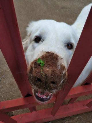 Illustration de l'article : 17 photos d'animaux s'étant donné pour mission de vous offrir sourires et affection sans compter