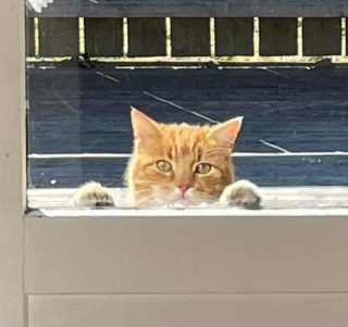 Illustration de l'article : 17 photos d'animaux s'étant donné pour mission de vous offrir sourires et affection sans compter