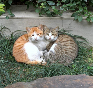 Illustration de l'article : 17 photos d'animaux s'étant donné pour mission de vous offrir sourires et affection sans compter