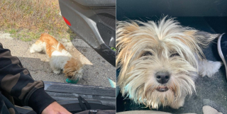 Illustration de l'article : Roulant loin de tout, un couple voit un chien courir derrière sa voiture et décide d'aller à sa rencontre