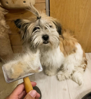 Illustration de l'article : Roulant loin de tout, un couple voit un chien courir derrière sa voiture et décide d'aller à sa rencontre