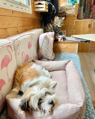 Illustration de l'article : Roulant loin de tout, un couple voit un chien courir derrière sa voiture et décide d'aller à sa rencontre