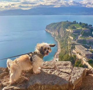 Illustration de l'article : Roulant loin de tout, un couple voit un chien courir derrière sa voiture et décide d'aller à sa rencontre