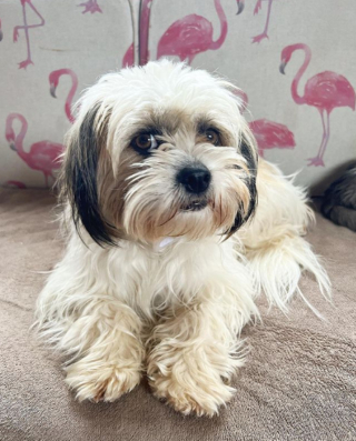 Illustration de l'article : Roulant loin de tout, un couple voit un chien courir derrière sa voiture et décide d'aller à sa rencontre