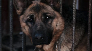 Illustration de l'article : 50 chiens ont été sauvés d’une mort certaine dans un abattoir illégal en Indonésie