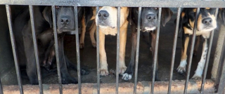 Illustration de l'article : 50 chiens ont été sauvés d’une mort certaine dans un abattoir illégal en Indonésie