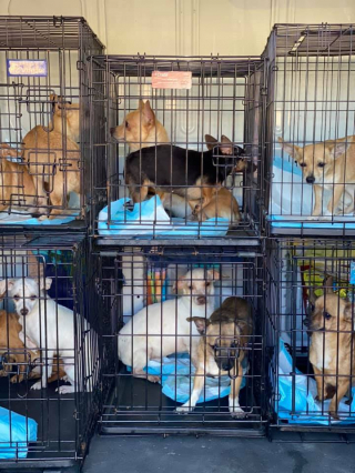 Illustration de l'article : Une association fait plus de 2000 kilomètres pour sauver une soixantaine de Chihuahuas retenus dans une maison