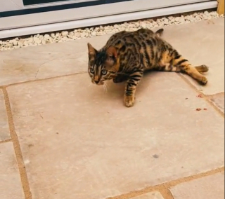 Illustration de l'article : Hanny est une féline aventurière, et ce n’est pas sa paralysie qui la freinera