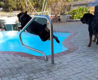 Illustration de l'article : Un Rottweiller convainc sa petsitter de le laisser contourner l'interdiction de plonger dans la piscine (vidéo)