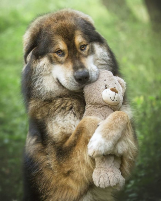 Illustration de l'article : 20 photos vous permettant de mieux connaître le Dogue du Tibet, chien impressionnant et loyal