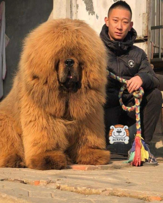 Illustration de l'article : 20 photos vous permettant de mieux connaître le Dogue du Tibet, chien impressionnant et loyal