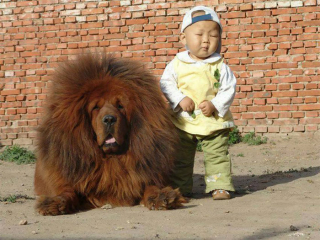 Illustration de l'article : 20 photos vous permettant de mieux connaître le Dogue du Tibet, chien impressionnant et loyal
