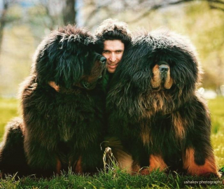 Illustration de l'article : 20 photos vous permettant de mieux connaître le Dogue du Tibet, chien impressionnant et loyal