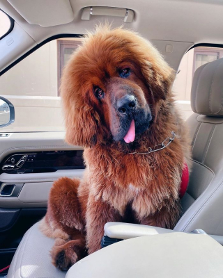 Illustration de l'article : 20 photos vous permettant de mieux connaître le Dogue du Tibet, chien impressionnant et loyal