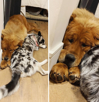 Illustration de l'article : 20 photos vous permettant de mieux connaître le Dogue du Tibet, chien impressionnant et loyal