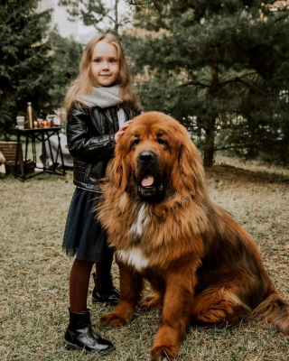 Illustration de l'article : 20 photos vous permettant de mieux connaître le Dogue du Tibet, chien impressionnant et loyal
