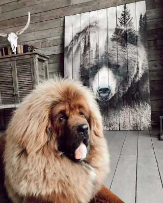 Illustration de l'article : 20 photos vous permettant de mieux connaître le Dogue du Tibet, chien impressionnant et loyal