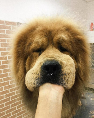 Illustration de l'article : 20 photos vous permettant de mieux connaître le Dogue du Tibet, chien impressionnant et loyal