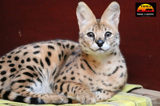 Illustration de l'article : Une association se bat contre le trafic de servals en France, ces félins sauvages dont la détention est illégale