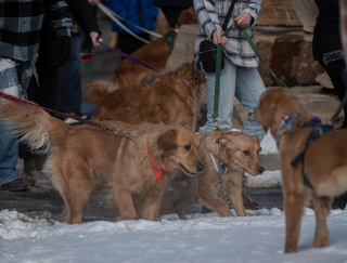 Illustration de l'article : Des milliers de Golden Retrievers se sont rassemblés lors d’un événement célébrant leur race 