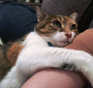 Illustration de l'article : 10 photos touchantes d'animaux manifestant un attachement inconditionnel à leurs humains